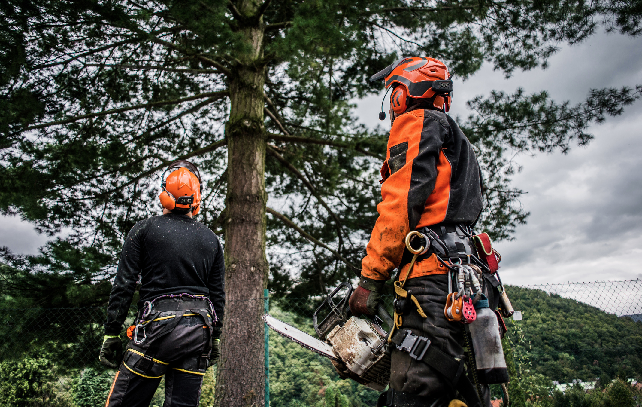 Rear View of Arborist Men with Chainsaw Cutting a Tree, Planning.